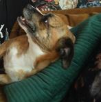 Pixie, 6 jaar. Stafford/Chihuahua, Dieren en Toebehoren, 6 jaar of ouder, Teef, Eén hond, Klein