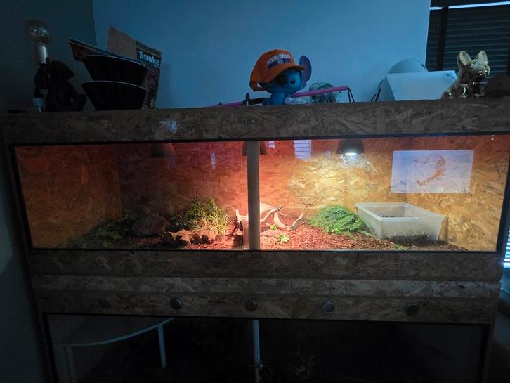 Tijger python, Dieren en Toebehoren, Reptielen en Amfibieën | Toebehoren, Zo goed als nieuw, Ophalen