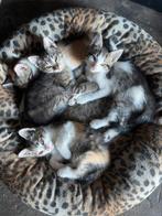 Prachtige kittens te koop, Dieren en Toebehoren, Meerdere dieren, Kortharig, 0 tot 2 jaar