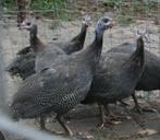 Aangeboden:4 jonge parelhoenders, Dieren en Toebehoren, Pluimvee, Meerdere dieren, Kip