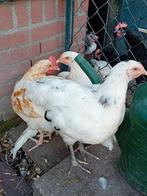 Toompje jonge legkippen, Dieren en Toebehoren, Pluimvee, Meerdere dieren, Kip