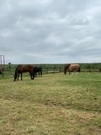per 1 november een plekje vrij bij ons op stal, Dieren en Toebehoren, Stalling en Weidegang, Stalling, 1 paard of pony