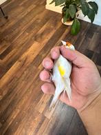 Mooie majoor putters., Dieren en Toebehoren, Vogels | Overige Vogels, Vrouwelijk, Wildzangvogel, Geringd