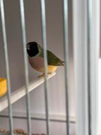 Gouldamandines pop, Dieren en Toebehoren, Vogels | Overige Vogels, Vrouwelijk