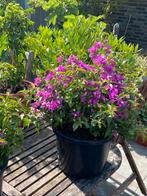 2 zeer mooie rijkbloeiende bougainvillea’s in pot aangeboden, Volle zon, Vaste plant, Zomer, Ophalen