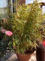 bamboe balkonplant met pot, Tuin en Terras, Vaste plant, Overige soorten, Ophalen, Bloeit niet