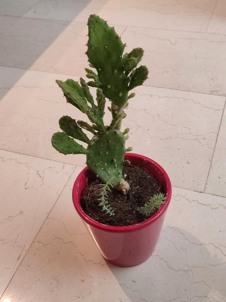 Opuntia Cactus in Pot, Tuin en Terras, Planten | Tuinplanten, Vaste plant, Overige soorten, Volle zon, Bloeit niet, Ophalen