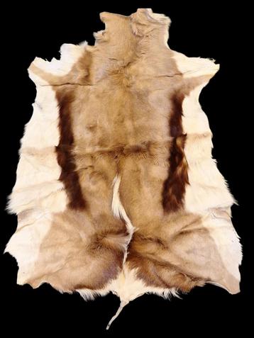oud vel van een springbok, jaren 60-70 beschikbaar voor biedingen