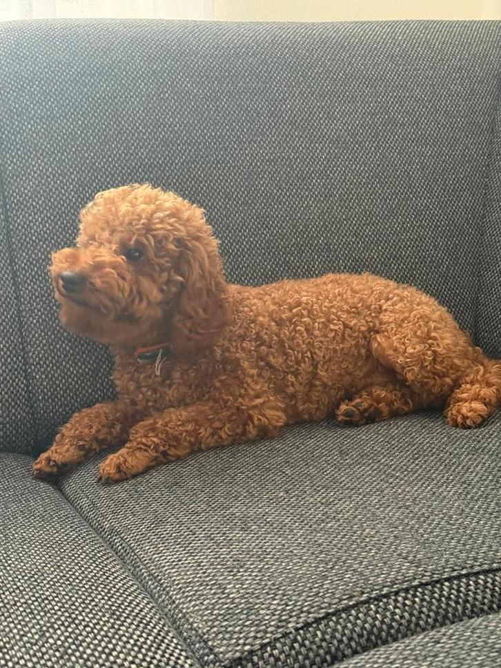 Dekreu Toy poedel, Dieren en Toebehoren, Honden | Dekreuen, Reu, Particulier, Eén hond, Nederland, 1 tot 2 jaar