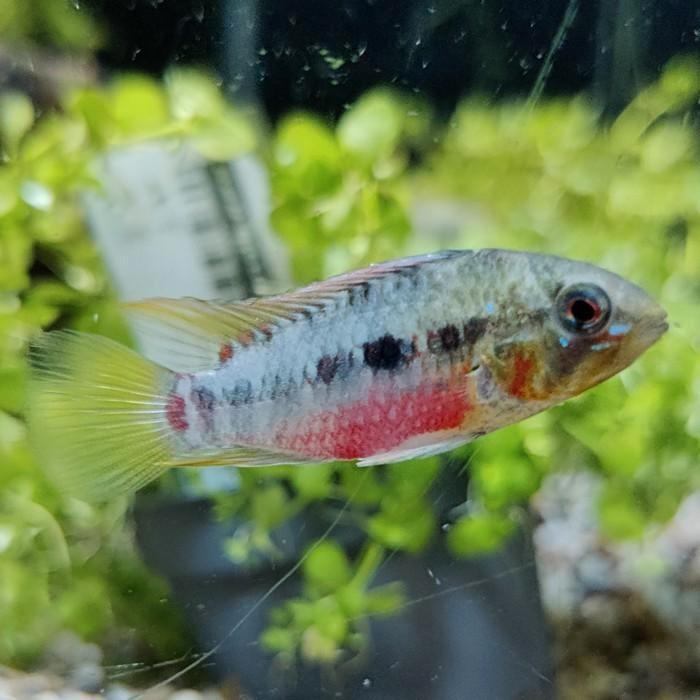 Apistogramma hongsloi, Dieren en Toebehoren, Vissen | Aquariumvissen, Vis