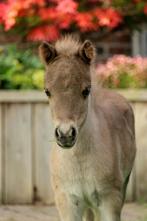 Merrie en hengst shetlander veulens, Dieren en Toebehoren, Pony's, Niet van toepassing, 0 tot 2 jaar, A pony (tot 1.17m), Meerdere dieren