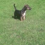 Patterdale x jack russell, Dieren en Toebehoren, Honden | Jack Russells en Terriërs, Jack Russell Terriër, 8 tot 15 weken, Teef