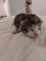 Prachtige kruizing ragdoll kittens te reserveren., Dieren en Toebehoren, Kortharig, 0 tot 2 jaar, Poes