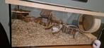Hamsterverblijf / terrarium / aquarium, Dieren en Toebehoren, Knaagdieren en Konijnen | Hokken en Kooien, Zo goed als nieuw, 75 tot 110 cm