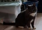 Gratis op te halen, Dieren en Toebehoren, Katten en Kittens | Overige Katten, Kater, Kortharig, 3 tot 5 jaar