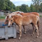 Haflinger hengst veulen, Dieren en Toebehoren, Hengst, Gechipt, 0 tot 2 jaar
