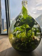 Terrarium plant groot ecosysteem, Ophalen of Verzenden, Zo goed als nieuw, 50 tot 75 cm