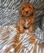 Prachtige toypoedel toy poedel puppies ️, Poedel, Parvo, 8 tot 15 weken, Meerdere