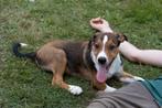 Laatste pup reutje, Kruising Appenzeller/welsh sheepdog pups, Sheepdog, Meerdere, Meerdere dieren, Nederland