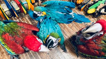 Ara papegaaien Blauwe gele Ara 2025 beschikbaar voor biedingen
