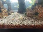 Guppy visjes tekoop, Dieren en Toebehoren, Vis, Zoetwatervis