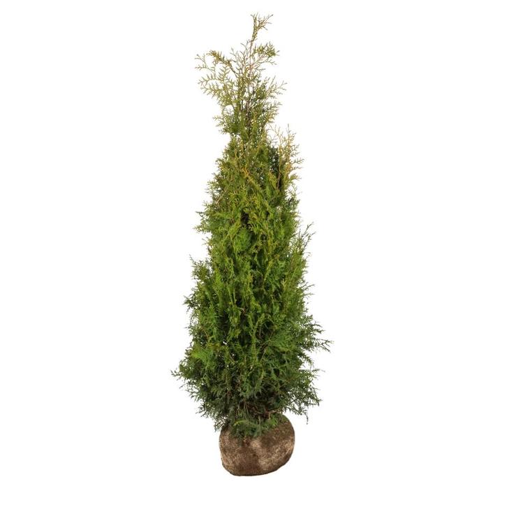 Thuja brabant coniferen met kluit 120-140, Tuin en Terras, Planten | Bomen, Overige soorten, 100 tot 250 cm, Halfschaduw, Bloeit niet