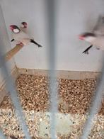 Vele vogels, Dieren en Toebehoren, Meerdere dieren, Tropenvogel