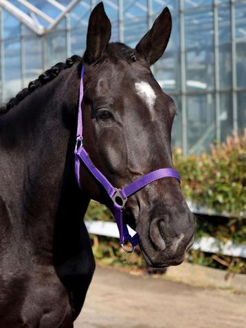8 jarige Dante Weltino x Jazz x Ferro  beschikbaar voor biedingen