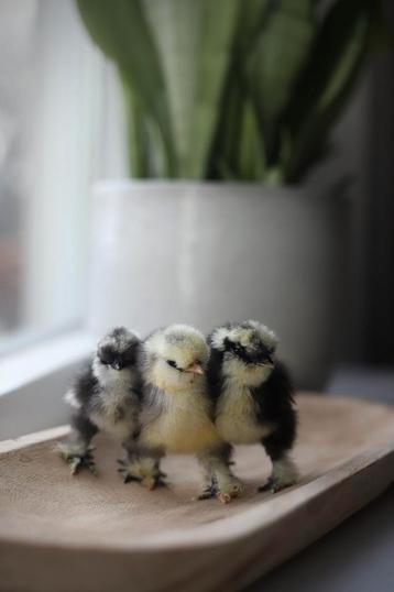 🐣 Kuikens van onze lieve USA zijdehoenders 🐣