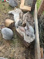 3 kleine konijntjes - licht grijs, Dieren en Toebehoren, Konijnen, Meerdere dieren