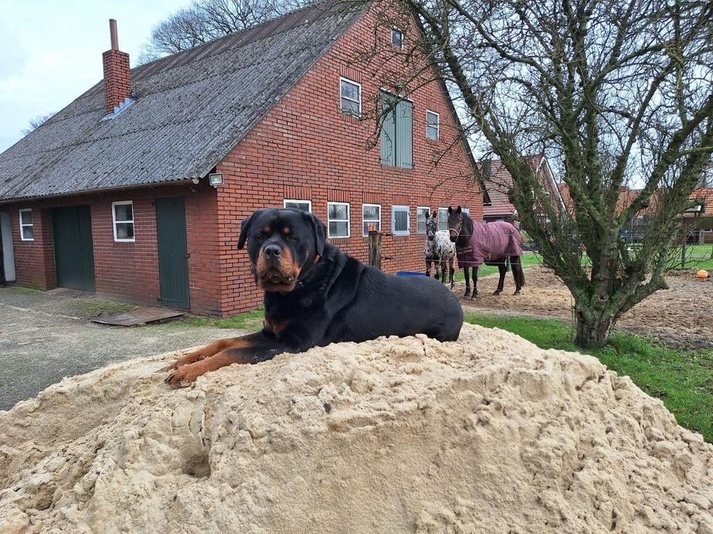 Forse Rottweiler dekreu, Reu, Parvo, Eén hond, 3 tot 5 jaar