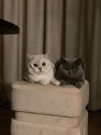 3 britse kortharen, Kater, Ingeënt