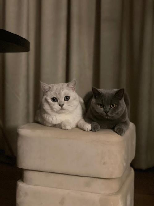 3 britse kortharen, Dieren en Toebehoren, Katten en Kittens | Raskatten | Korthaar, Kater, Ingeënt