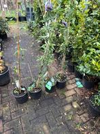 Super grote passiflora kleur blauuw 175 plus grote pot 4st, Tuin en Terras, Planten | Tuinplanten, Ophalen, Volle zon, Vaste plant