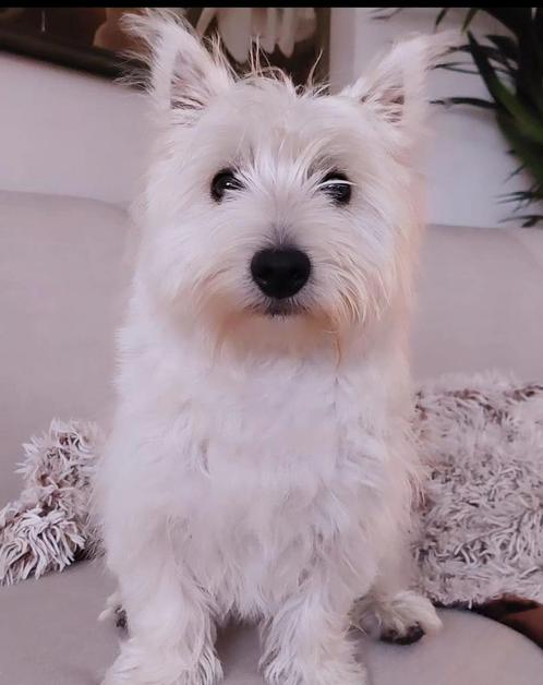 Gezocht vriendin voor West-Highland terriër, Dieren en Toebehoren, Honden | Jack Russells en Terriërs, Reu, Overige rassen, Particulier