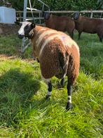 Mooie bonte dekramnen te koop, Dieren en Toebehoren, Schapen, Geiten en Varkens, Meerdere dieren, Schaap