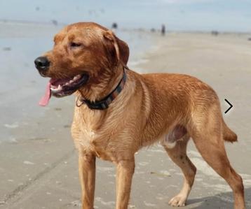 Red Fox Labrador Dekreu NHSB stamboom ter dekking beschikbaar voor biedingen