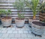 Phoenix Canariensis, Trachycarpus fortunei, twee olijfbomen, Ophalen, Vaste plant, Overige soorten