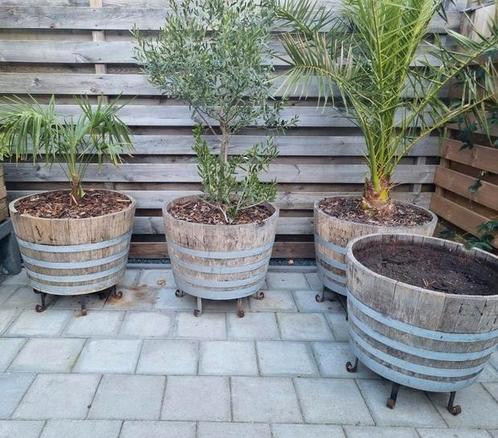 Phoenix Canariensis, Trachycarpus fortunei, twee olijfbomen, Tuin en Terras, Planten | Tuinplanten, Vaste plant, Overige soorten