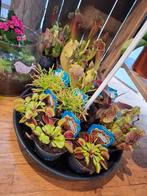 Vleesetende planten (divers), Huis en Inrichting, Kamerplanten, Overige soorten, Ophalen of Verzenden, In pot, Minder dan 100 cm