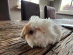 Mooie lieve cavia zeugjes, Dieren en Toebehoren, Knaagdieren, Vrouwelijk, Hamster