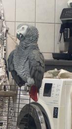 Mooi papegaaien rood staar met, Mannelijk, Papegaai