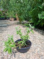 Stekken van diverse tuinplanten, Tuin en Terras, Planten | Tuinplanten, Ophalen, Vaste plant, Overige soorten, Halfschaduw