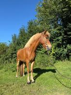 Vrolijke, knappe 6 jarige IJslander ruin, Dieren en Toebehoren, Gechipt, Ruin, 3 tot 6 jaar, L