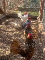 Sebright, Dieren en Toebehoren, Pluimvee, Meerdere dieren, Kip
