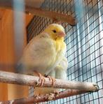 Jonge kanaries, Dieren en Toebehoren, Vogels | Kanaries, Geslacht onbekend, Kleurkanarie