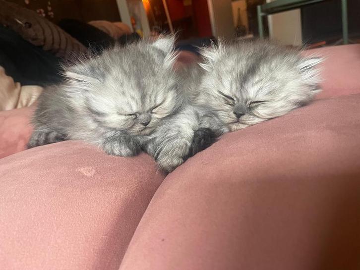 Perzische kittens, Dieren en Toebehoren, Katten en Kittens | Raskatten | Langhaar, Meerdere dieren