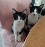 Sjaak en Sonja zoeken een nieuw huisje, Dieren en Toebehoren, Katten en Kittens | Overige Katten, Meerdere dieren, Kortharig, 0 tot 2 jaar