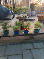 Pinus Thunbergii bonsai NU €69,-, Bloeit niet, Halfschaduw, Minder dan 100 cm, Overige soorten