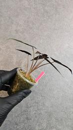 Alocasia Bambino Pink Variegata #2, Huis en Inrichting, Kamerplanten, Ophalen of Verzenden